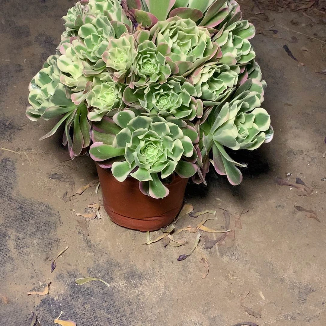 多肉多肉多肉多肉白凤99