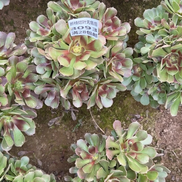 8093二号棚流星雨A