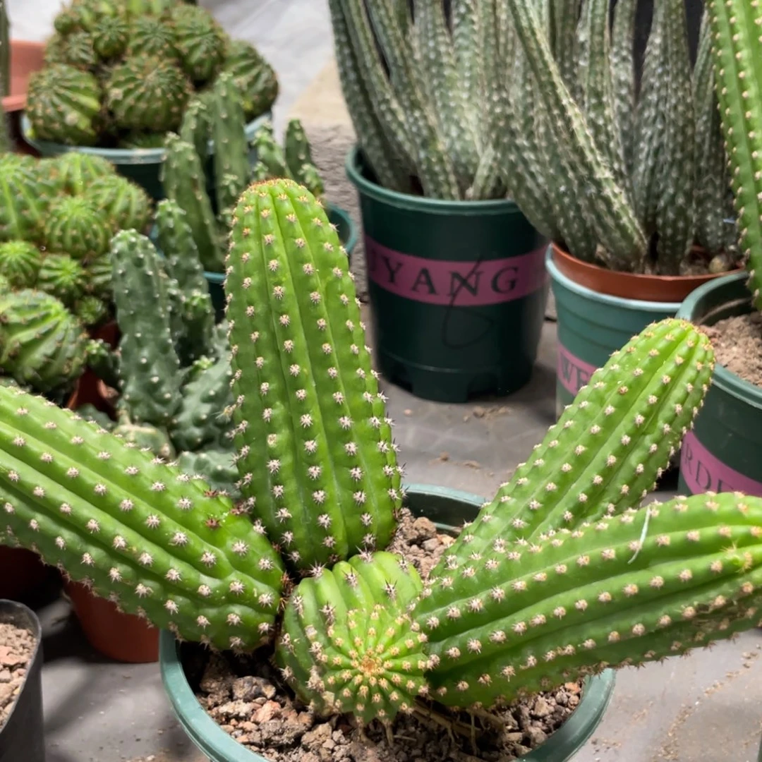 进口金妞金4群生一物一拍96