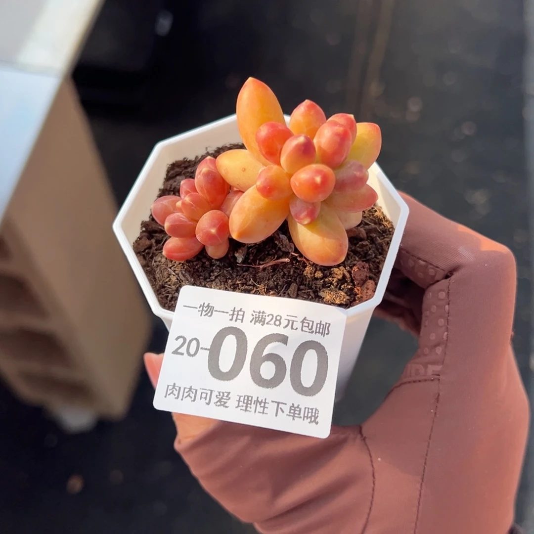 千代田之松多肉多肉多肉多肉多肉