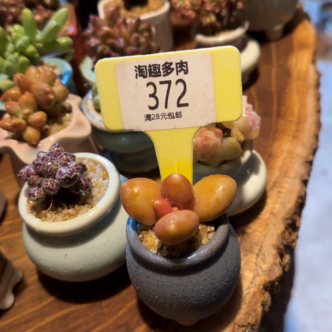魚多肉植物芒果奶单头