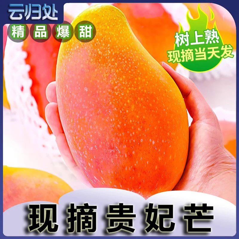正宗贵妃芒果4.5斤大果树上熟芒果现摘现发热带爆甜水果新鲜芒果广西壮族自治区
