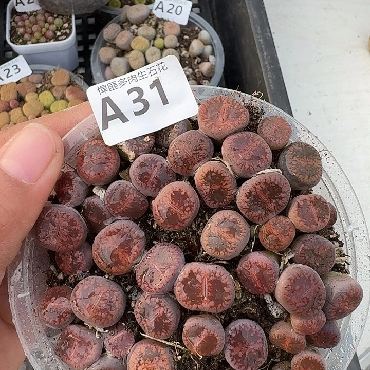 31多肉植物多肉植物