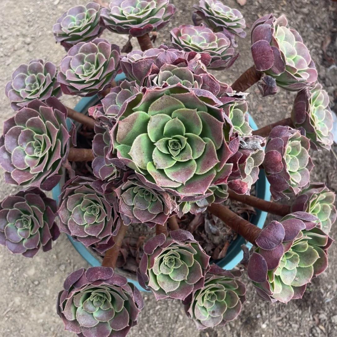 190荷兰玫瑰精品法师老桩