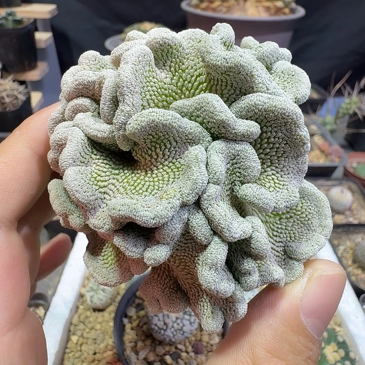 精巧丸缀化无根多肉植物