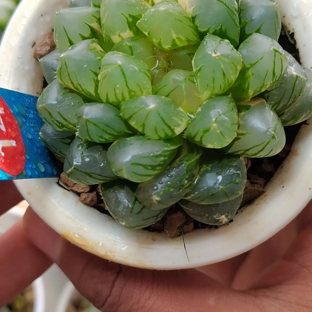 14号 om锦 6厘米左右一物一拍带盆土