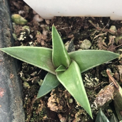 丸叶芦荟芦荟芦荟