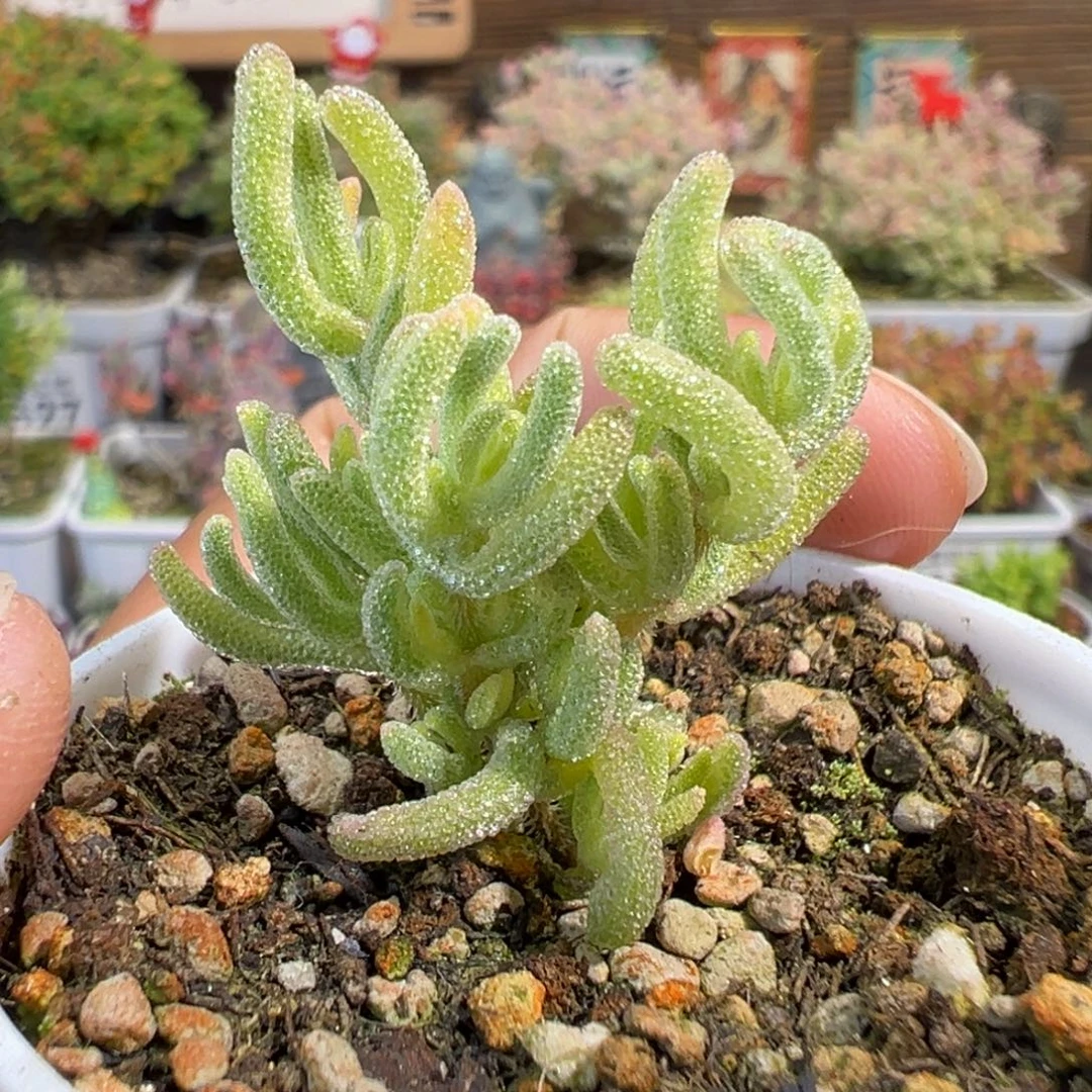 4-432不知名五圆盆迷你型