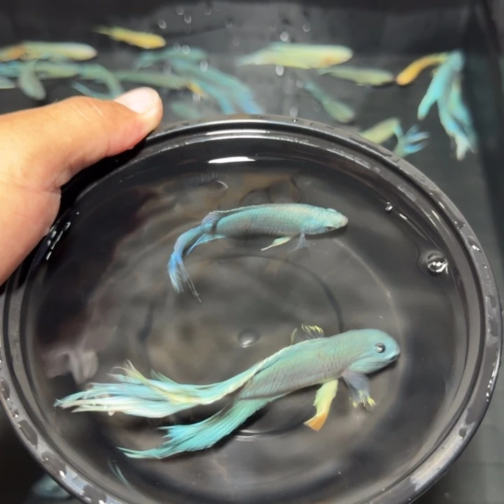 斗鱼直播间对图库存43
