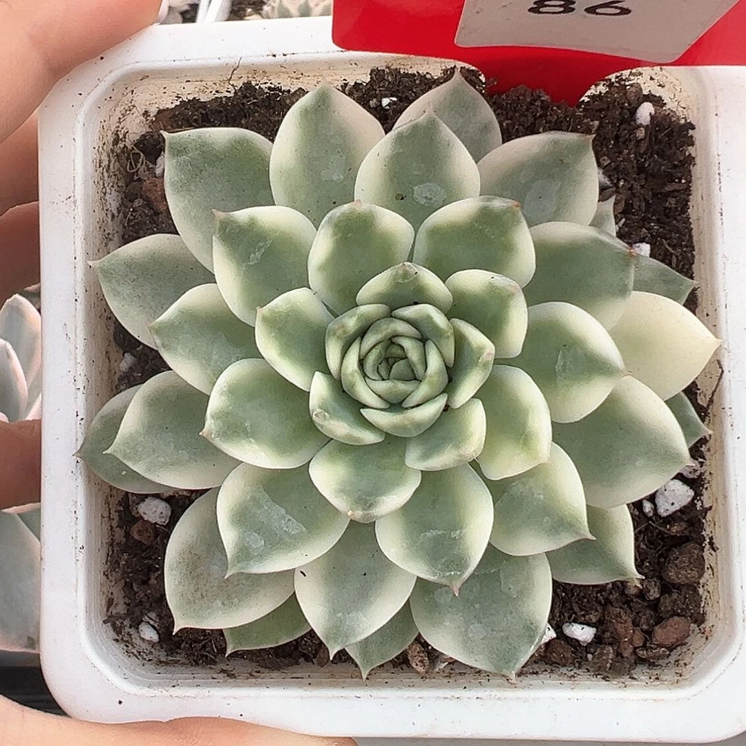 86号冰岛长茶锦多肉植物