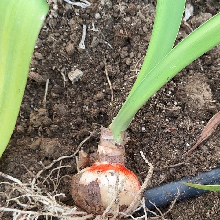 耶*椰糖果仙女七➕有标包对版