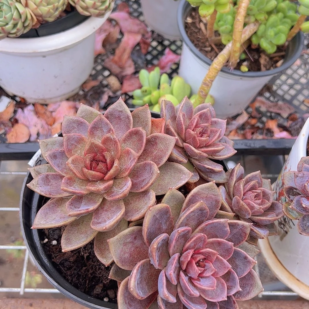 多头群生巧克力慕斯一盆