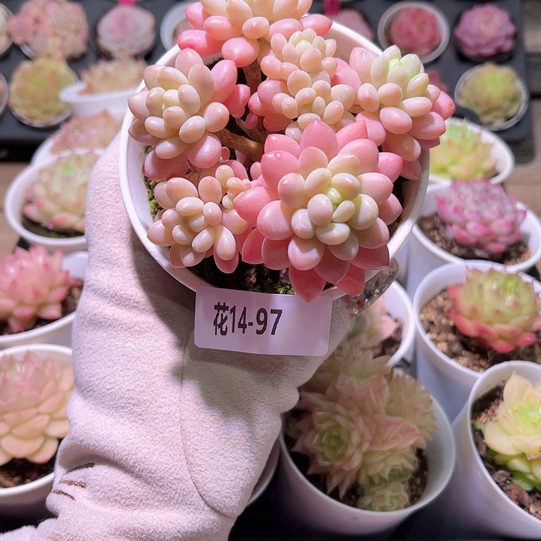 花利美14-97洛可可群