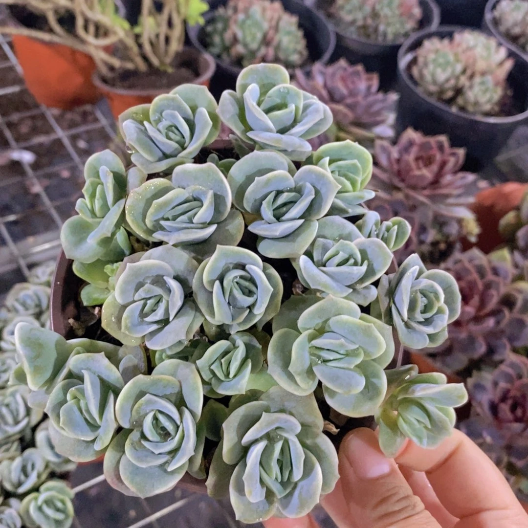 可爱玫瑰散装带盆土一盆