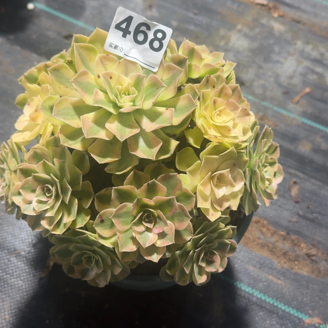 雨河多肉植物老庄468