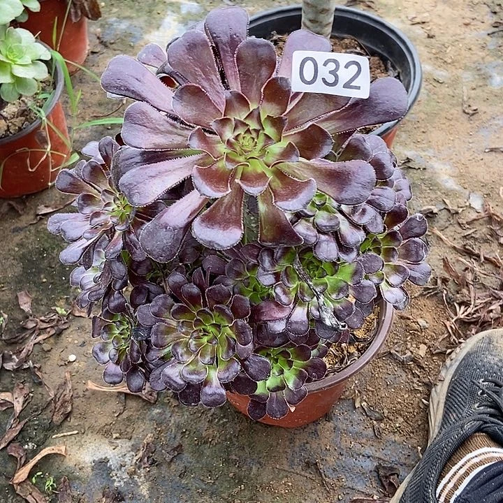 魔法师多肉32多肉不包断裸根不包断