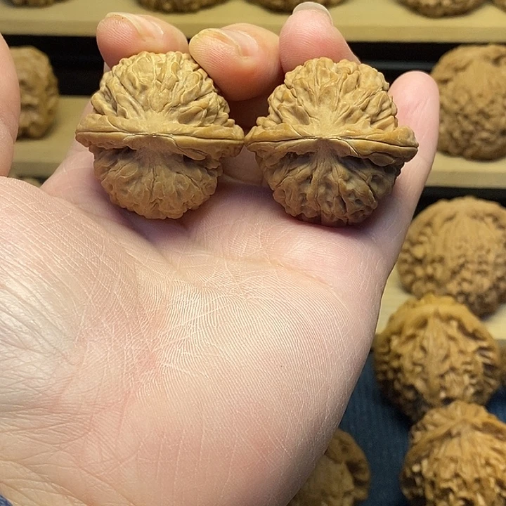 核桃37连花福利核桃