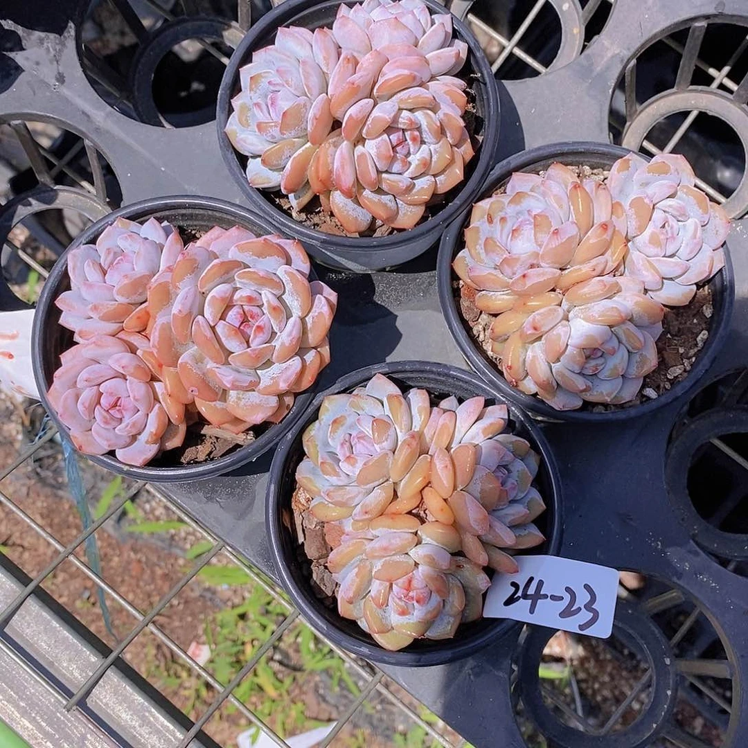 24-23- 星星橙三头福利一颗 量拍