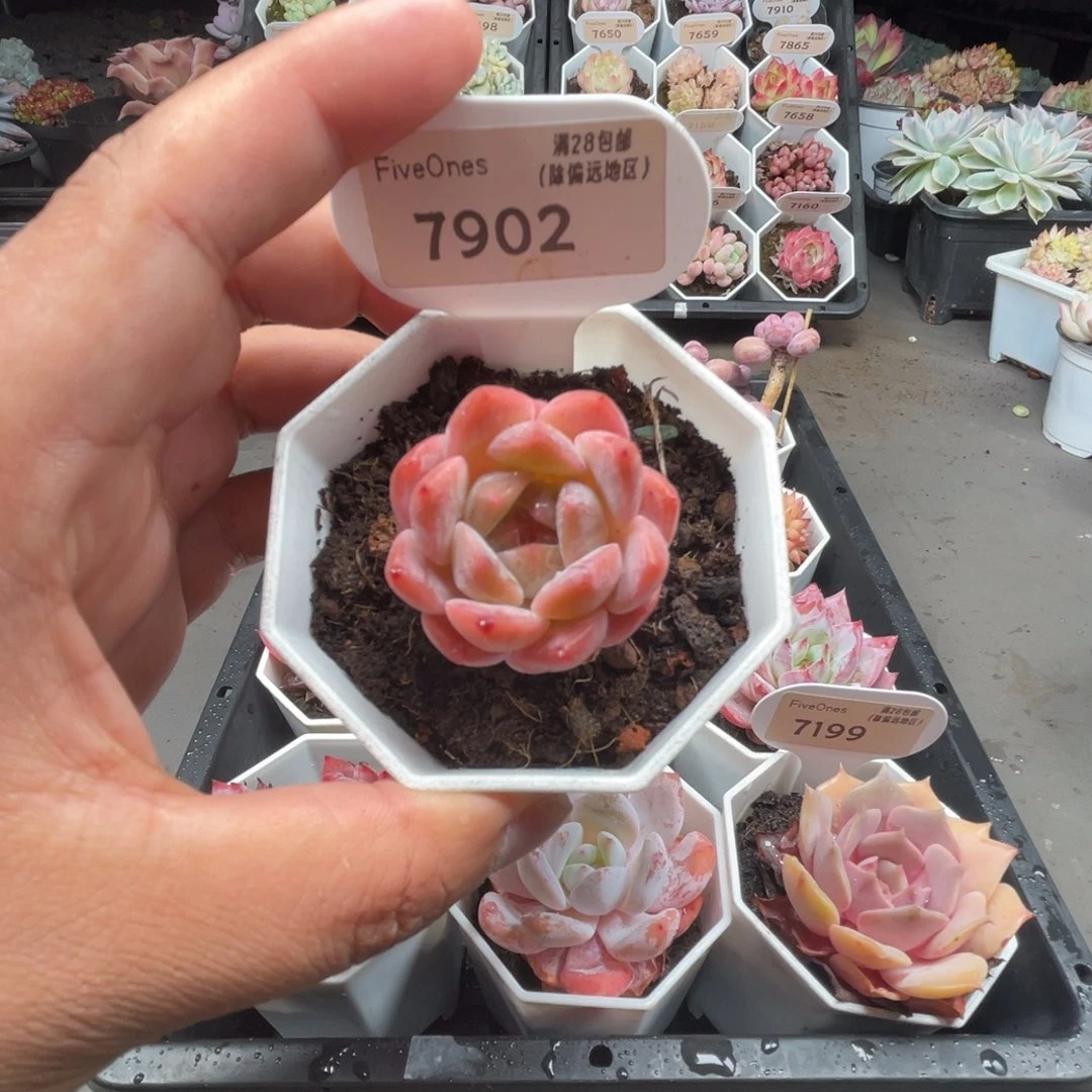 7902草莓果酱3.5厘米