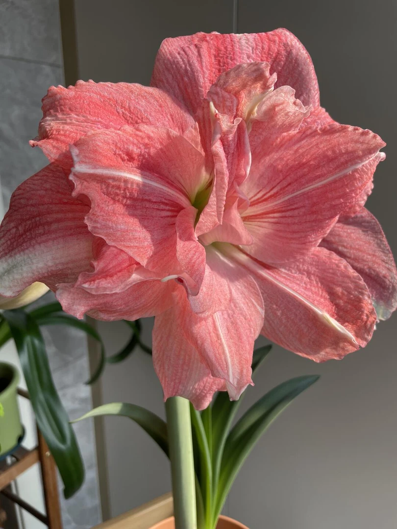 【玫瑰花漾】大花重瓣朱顶红自然球包对版