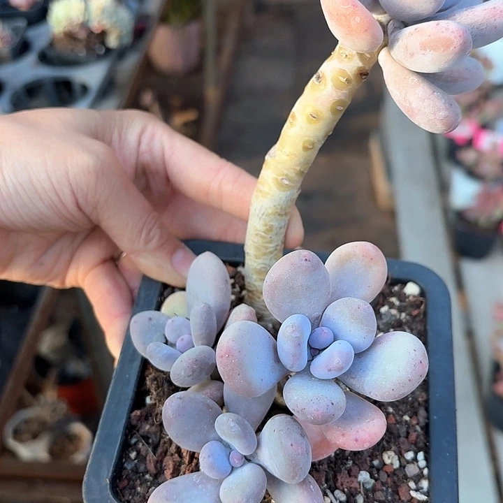 加***糕ch x c g h h h 177