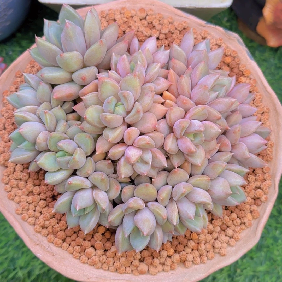 雨露寄养111111111111