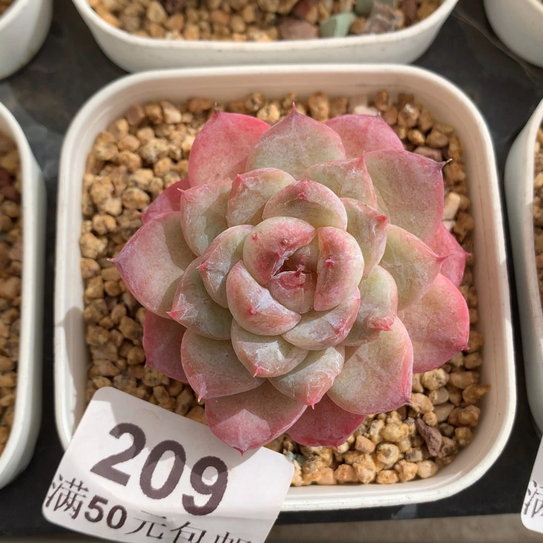 209。葡萄冻老桩。紫体。5cm。