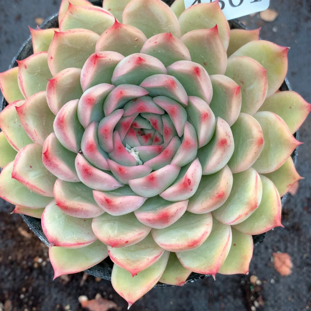 4501杂交多肉植物