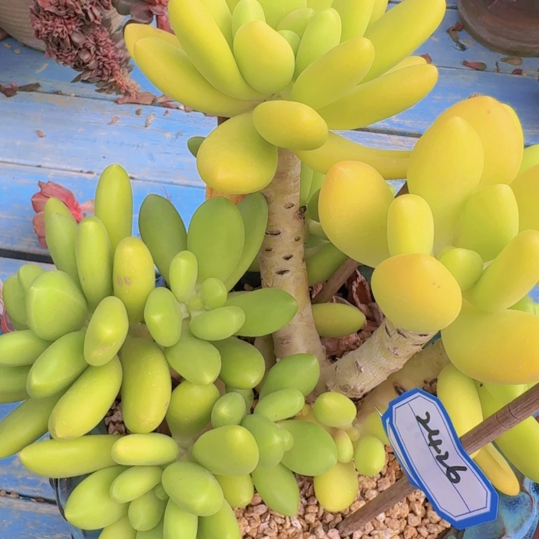 2426芒果奶凡艺多肉