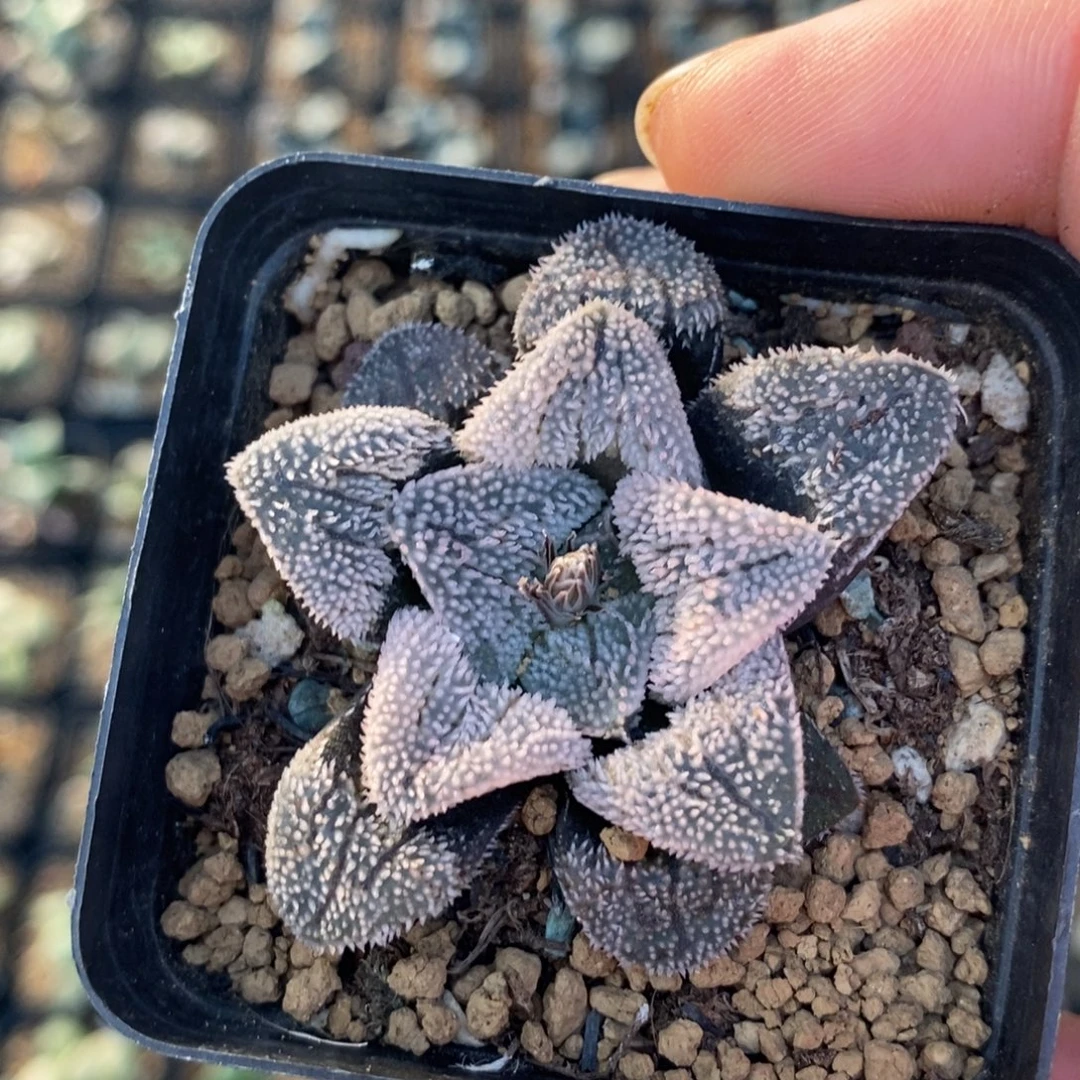 311 一颗粉雪磨面