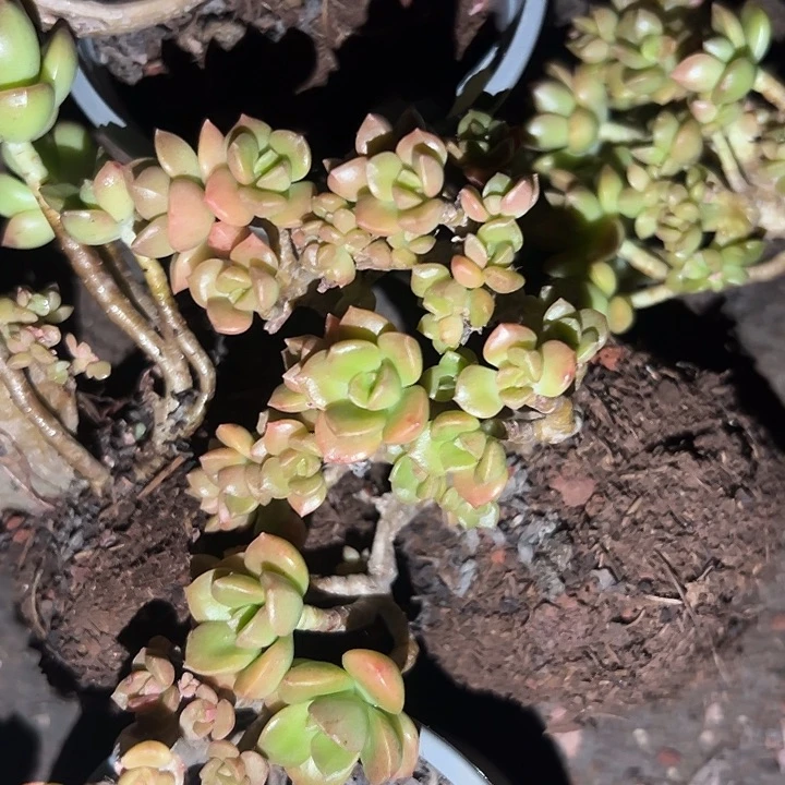 无花朵琥珀朵缀。