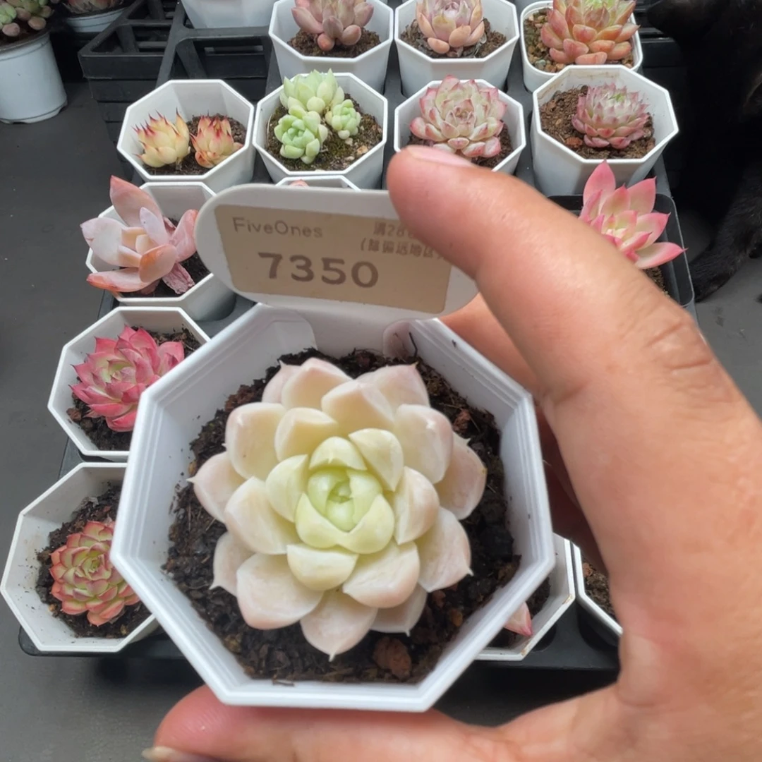 7350白月影4.0厘米