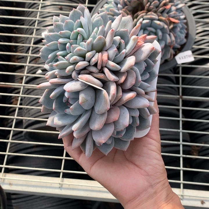 爱***姐12558嗯嗯嗯嗯嗯好喜欢