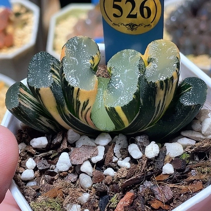 526写了兄弟锦特选福利