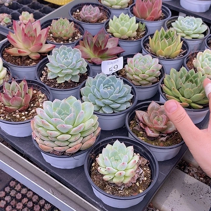 59 多肉植物盆栽花卉