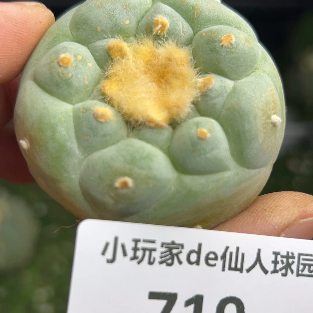 719 有根 仙人球的世界