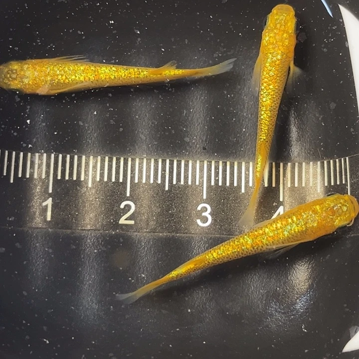 青鳉鱼阳光3条，25号，满15包邮，可叠单