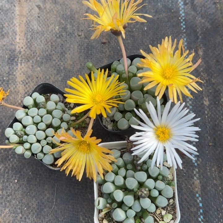 五十铃玉组合，一物一拍