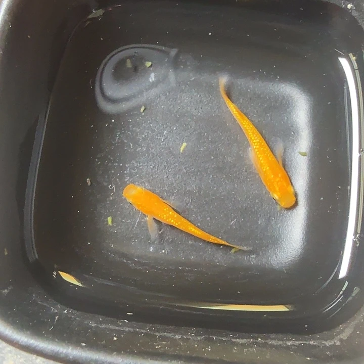 青鳉鱼观背青鳉一物一拍148号