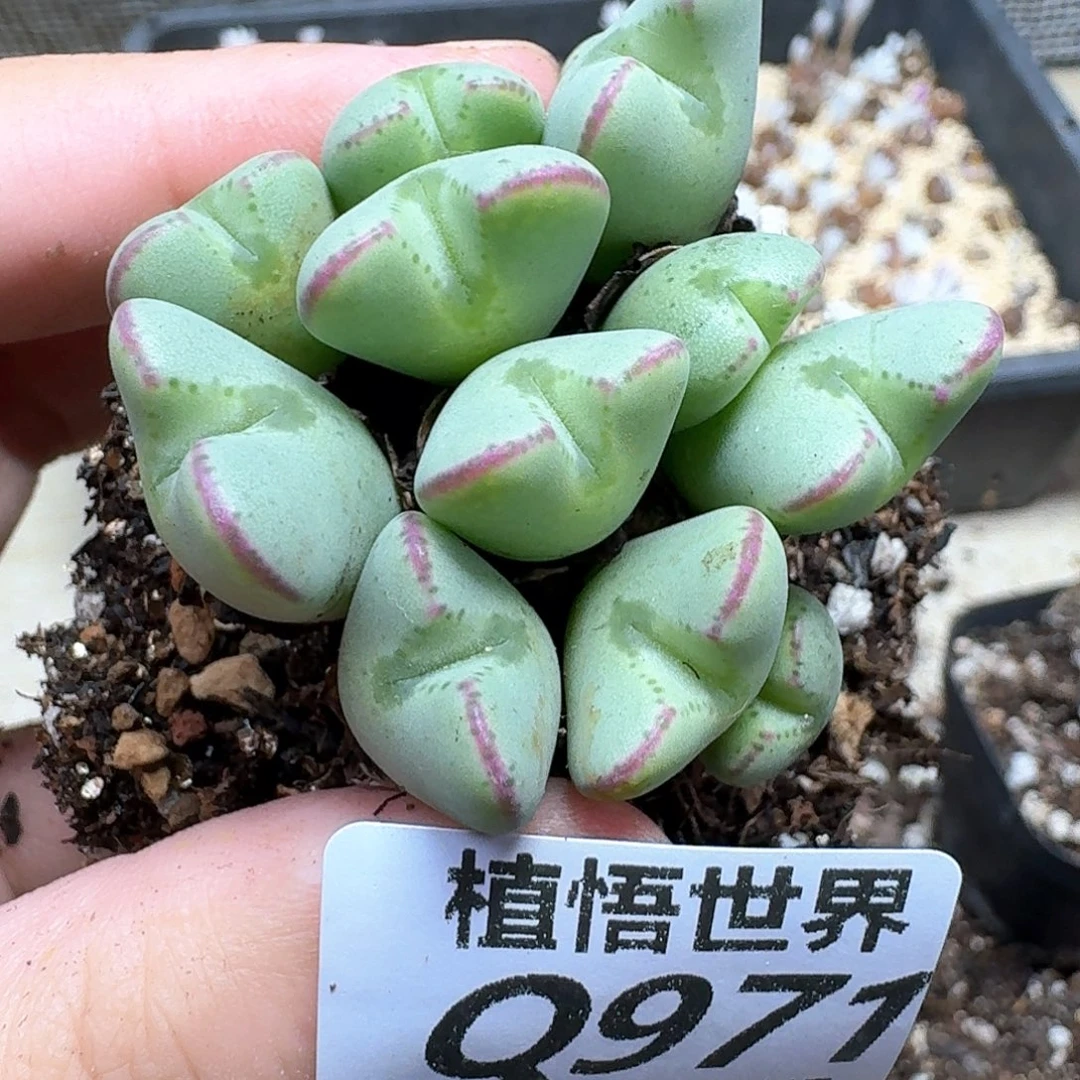 多肉W仙人掌额fvb