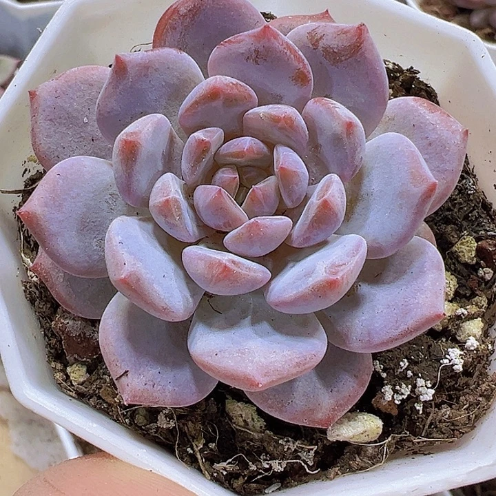 玉芙蓉单头19包邮