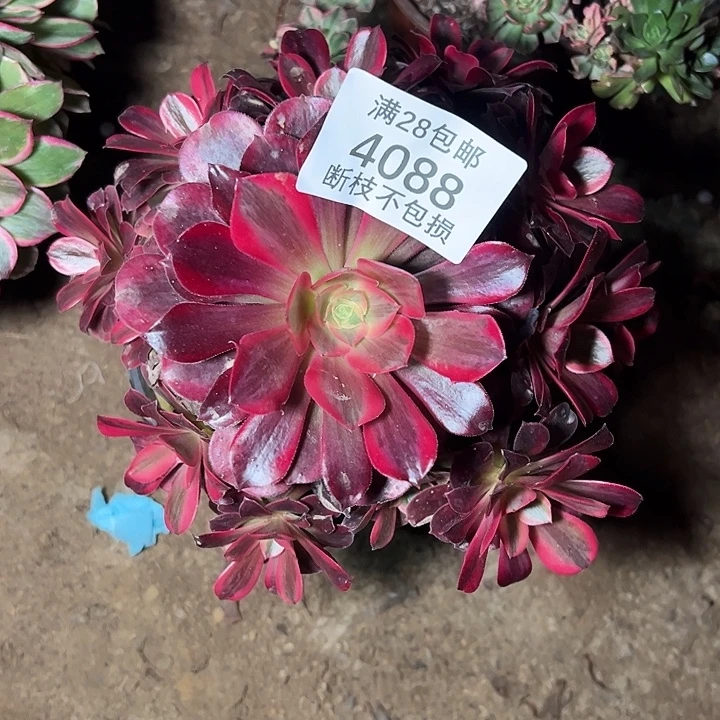 4088美杜莎多肉植物