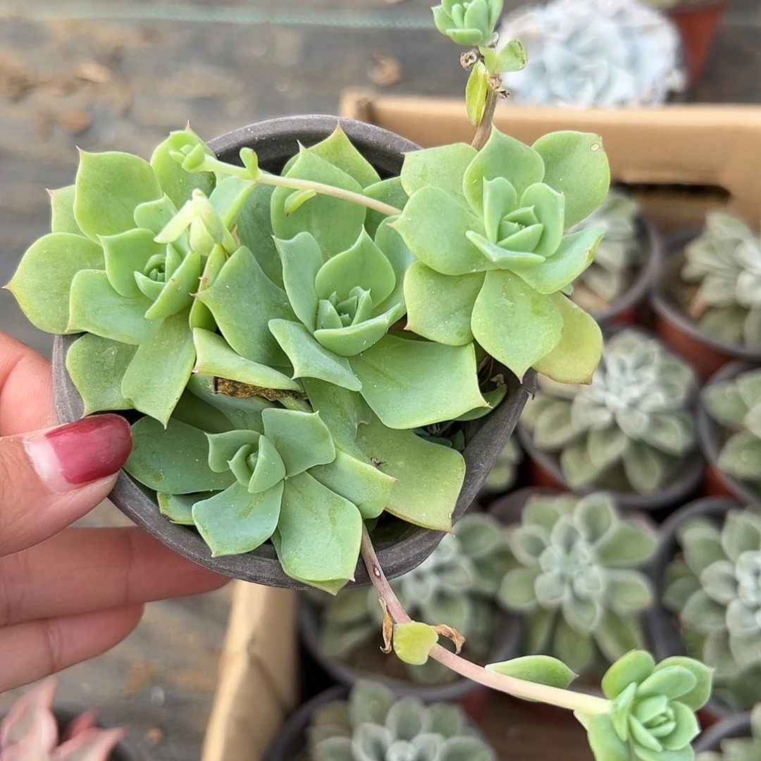 多肉植物翡翠塔群