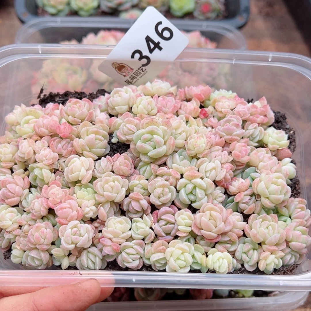 多肉植物多肉植物