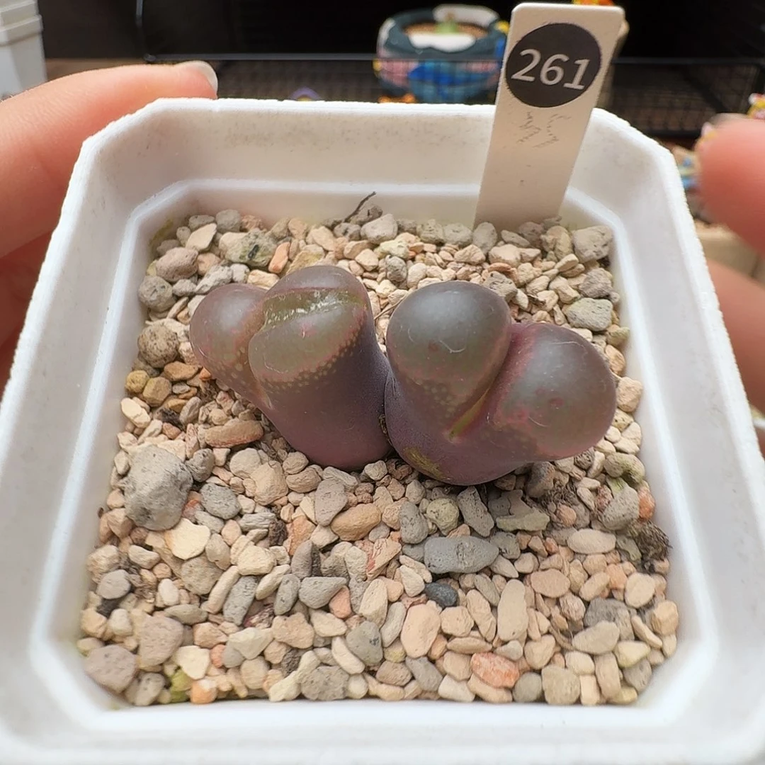 多肉植物福利风铃261