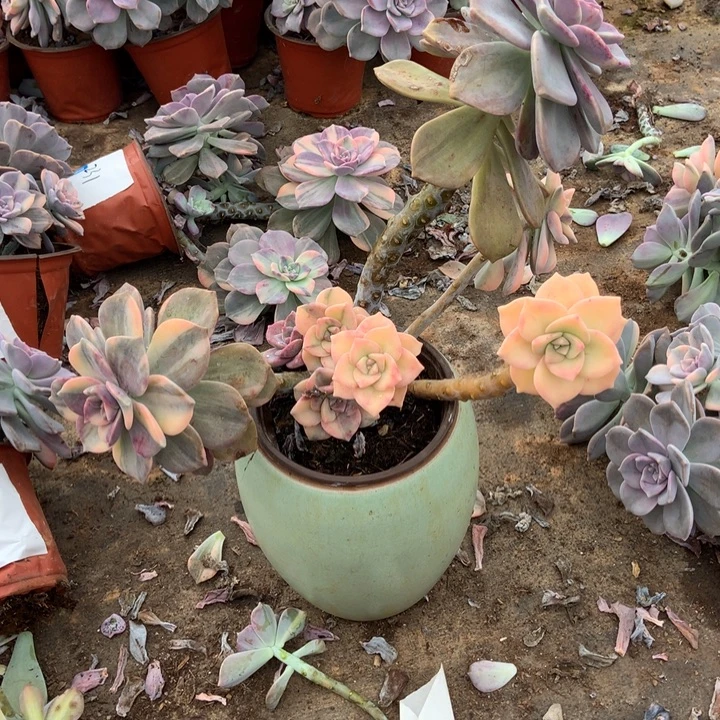 紫乐锦281 晓晓一物一拍