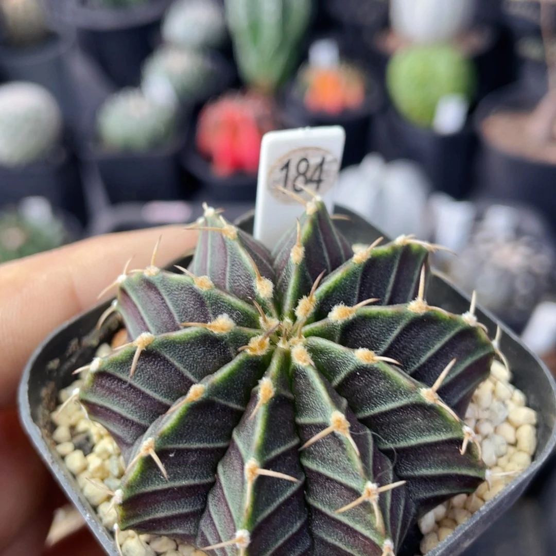 仙人球满28包邮盆5公分肋骨牡丹