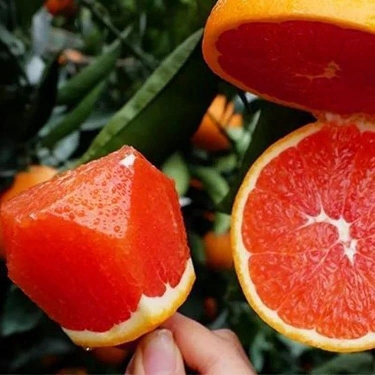 【买1送4】秭归血橙苗 中华红血橙树苗 橙子树苗嫁接苗红肉脐橙树苗