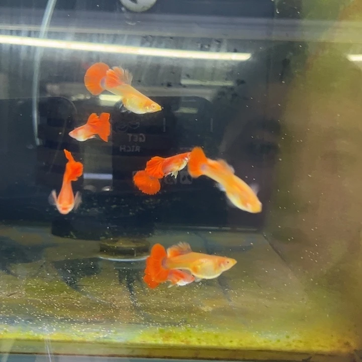 健***康孔雀鱼折扇白 子两队