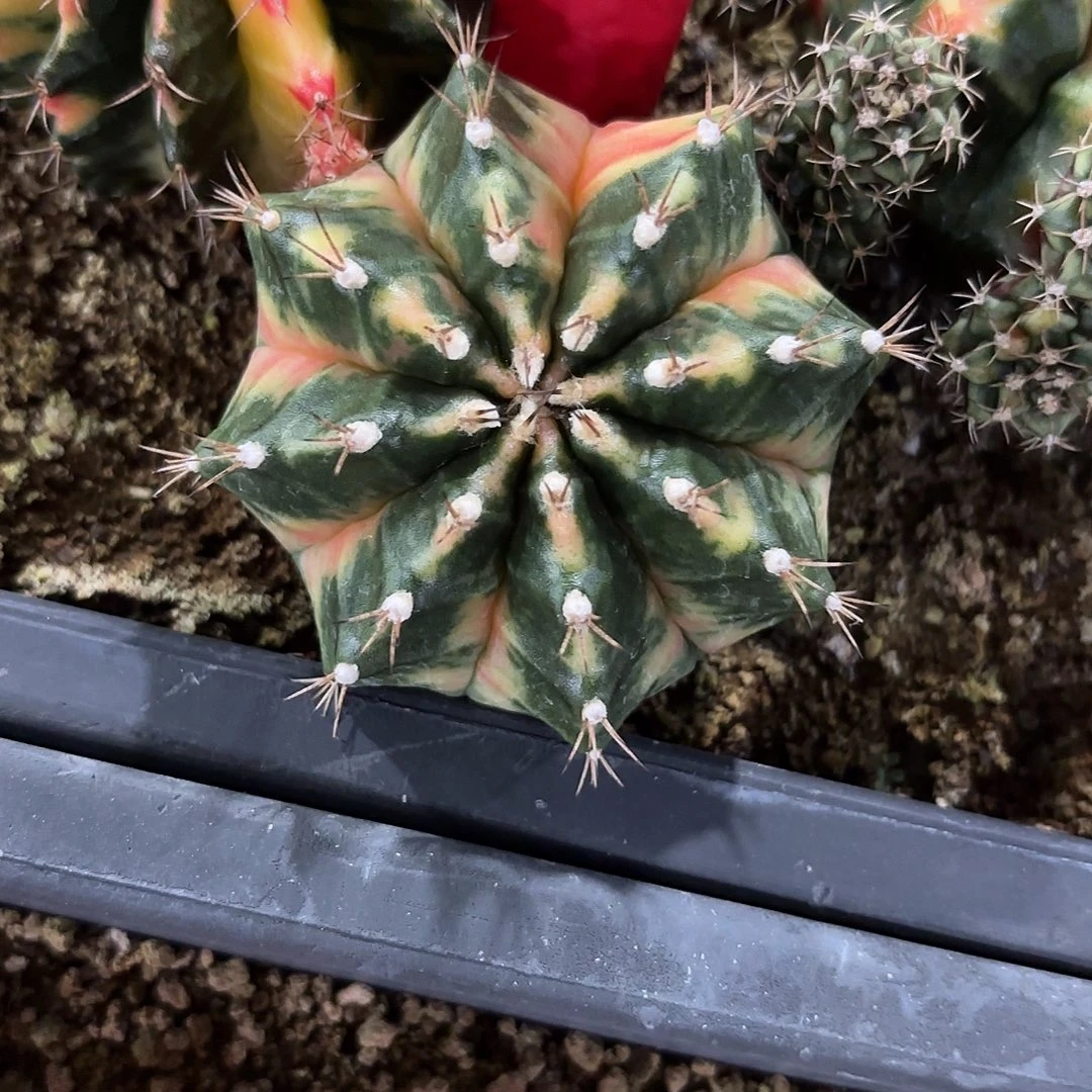 287-1121泰国发货多肉